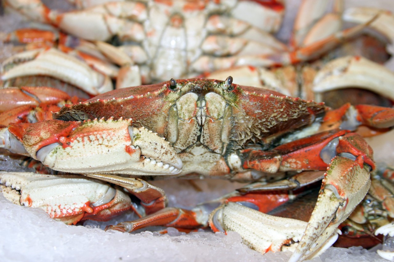 crabbing-image
